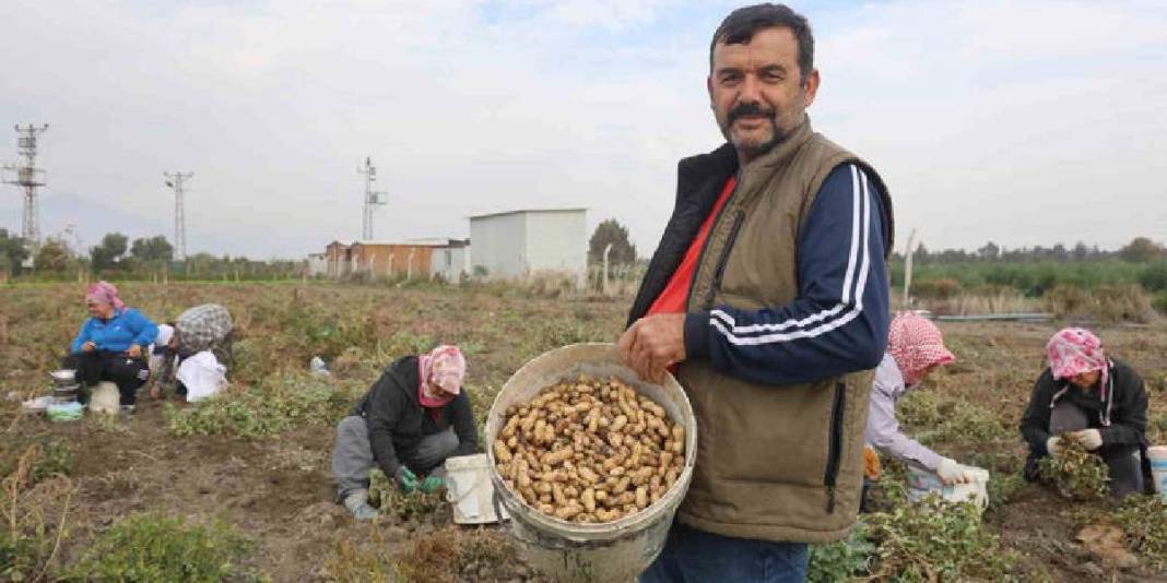 Kuraklık rekolteyi yarı yarıya düşürdü! Hasat yine de umutla başladı: Tarlada 60, markette 120 TL’ye satılıyor 7